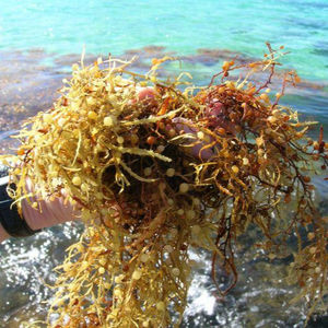 SARGASSUM SECHE EN POUDRE D'ALGUES DU VIETNAM HAUTE QUALITÉ pour L'EXPORTATION 2019/Shyn Tran - Product Image 1