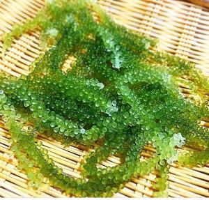 ราคาสุดคุ้ม อาหารเพื่อสุขภาพ องุ่นทะเลออร์แกนิก (คุณลี: +84987731263) 99 โกลด์ ดาต้า - Product Image 3