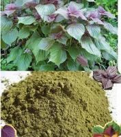 Ekstrak Daun Shiso / Perilla Bubuk Grosir / Bubuk Daun Perilla Kering Ms. Lily