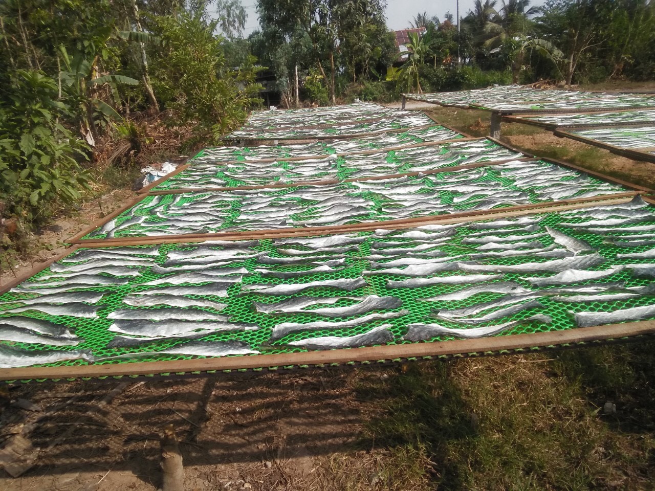 Dry seafood- dried fish anchovy from Vietnam Cheap Price- seafood(dot)linda(at)gmail(dot)com