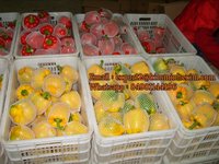 Poivron ou capsicum de couleur variée frais, rouge, vert, jaune, origine Vietnam