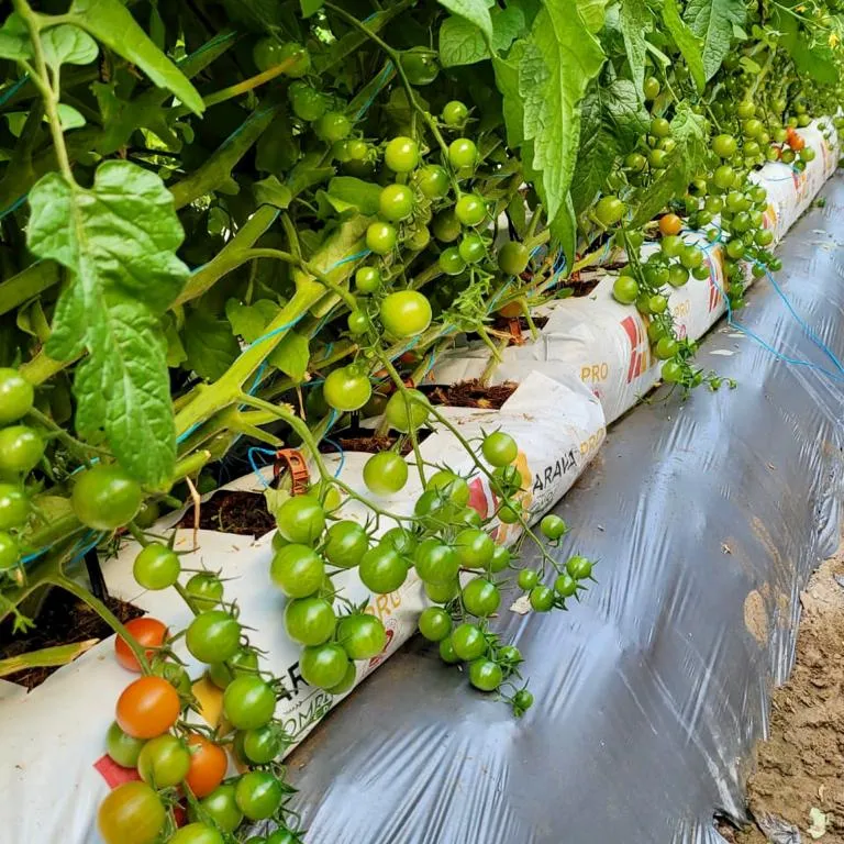 Domates için Growbags avustralya çiftçiler için yüksek verim en iyi fiyat