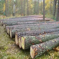 High Quality Round Teak Wood, Tali Wood, Padouk, Pine