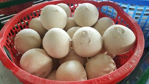 มะพร้าวสด (Viber + 84 971629648) - Product Image 4