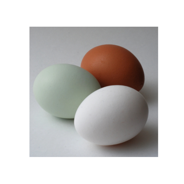 Готовые свежие куриные яйца для экспорта фермы на продажу