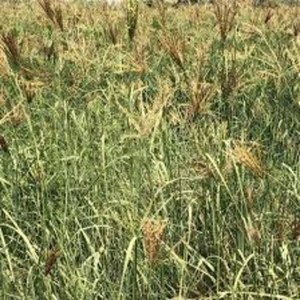 Balles de foin d'herbe/ d'herbe de Rhodes pour l'alimentation animale en provenance du Pakistan - Product Image 3