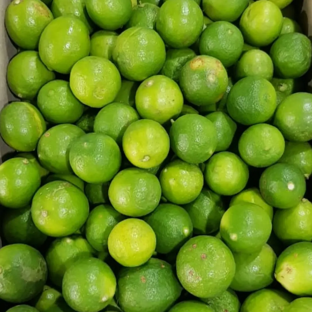 Taze yeşil çekirdeksiz kireç ve limon İhracat İçİn vietnam'dan