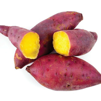 Patates douces violettes fraîches, culture non-OGM, origine Vietnam (Dak Lak), paquet de 10 kg, taille 15 cm, durée de conservation 90 jours, stockage à froid