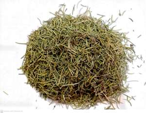 Rosemary - Rosmarinus Officinalis compas planta o planta polar Rosmarinus es rocío del océano - Product Image 3