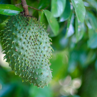 Biologische verse zuurzakvruchten IQF diepvries, graad A, voor export-Vietnam Nicky