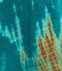 นกแก้วสีเขียว