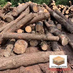 Selling Pine Wood Log and Timber from Vietnam for Import Export - Wholesale Cheap Price Pine Wood for Making Furniture