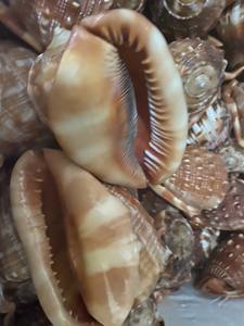 Artesanías naturales, conchas de mar de gran tamaño, conchas de Caracol pulidas, bonitas conchas marinas para la decoración del hogar, conchas de Caracol blancas pulidas 99GD - Product Image 2