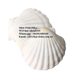 Hot Sales Natural Raw material seashell/ Scallop Shell with High Quality for Crafts Candle Cheap Price / Shyn Tran +84382089109