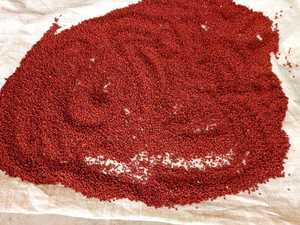 Semillas de Roucou Achiote de Primera Calidad al por Mayor - Semilla de Annatto Ms.Lucy +84 929 397 651 - Product Image 3