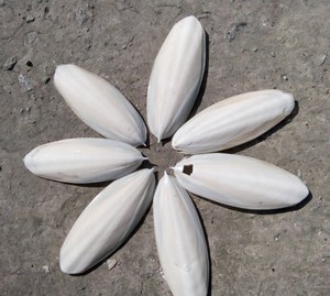 100% seiche naturelle seiche seiche os de poisson perroquets oiseaux se nourrissent numéro d'approbation ue - Product Image 4