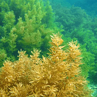 SARGASSUM SEAWEED /HERBAL Sargassum Seaweed (Ms Demi +84 961 733 400)