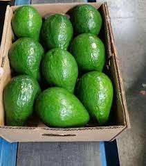 Ms Nary-aguacate fresco de Vietnam, aguacate fresco de alta calidad, 84, 976, 592, 207 - Product Image 5