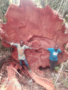 Chất lượng cao phí bảo hiểm 1/3 gỗ cứng thông các bản ghi gỗ xẻ gỗ ván sàn decking ván ép vật liệu gỗ thương hiệu 2-năm bảo hành - Product Image 6