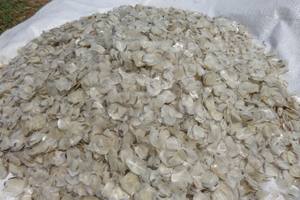 EXPORTATION DE POISSON D'ÉCHELLE DU VIETNAM/Aliment Fonctionnel. KIO HYUNH + 84 34 375 8904 - Product Image 2