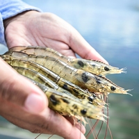 Aliment probiotique pour une flore intestinale saine chez les crevettes et les crevettes de mer
