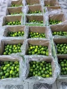 Jennie + 84 358485581, limón verde sin semillas, fresca, alta calidad, de VIETNAM - Product Image 6