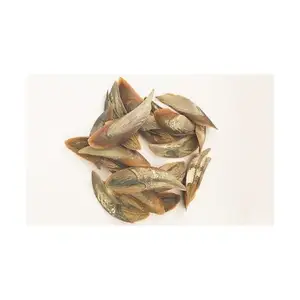 โอเปอเรเตอร์เปลือกหอยทะเล Murex (Sea Shell) 100% หน่วยส่งออกจากเวียดนาม - Product Image 1