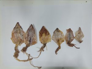 Fruits de mer en gros : Calmar séché du Vietnam / AMBER - Product Image 3