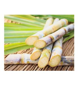 อ้อยคุณภาพสูงจากเวียดนาม/ ต้นอ้อยสด (จัสมิน: +84 37 461 9429) - Product Image 1