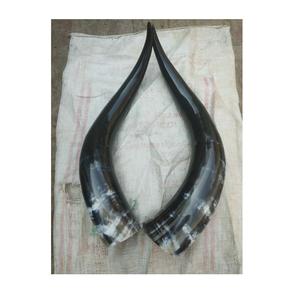 Pair Horn Horn Natural Pair Top Sales Hotel <b>Decorative</b> Best Design for Natural and Unpolished for Custom Price - Product Image 6