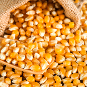 Harina de maíz blanco para tortillas, no GMO, amarilla - Product Image 1
