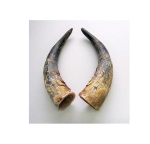 Par de Cuernos de Búfalo Naturales Antiguos, Par de Cuernos de Vaca, Superventas, Decoración para Hoteles, Mejor Diseño para Producto Popular - Product Image 2
