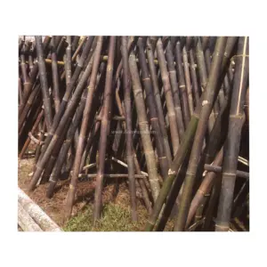 Rigid black bamboo poles for Construction 