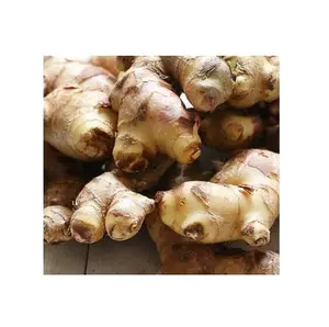 FRESH VIETNAM GINGER BEST PRICE AND HIGH QUALITY