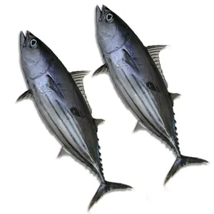 Buy skipjack tuna seafood IQF frozen whole round fish of size 700gr + Up from China