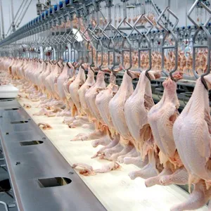 Hala Ayam Beku Biaya Ayam Cakar Ayam Kaki Ayam Beku Tanpa Tulang Halal Payudara Ayam Bergizi Kaki Ayam 100% Segar