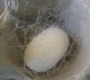 Natural <b>Silkworm</b> Cocoon/ Viet Nam <b>Silkworm</b> Cocoon - Product Image 3
