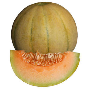 Fabricant d'huile de support de pastèque Pure 100% d'excellente qualité en inde avec expédition rapide - Product Image 2