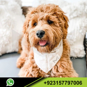 Dog <b>Bandana</b> Cat Dog Custom Logo Triangle Bibs Scarf Washable Reversible Wholesale Custom Made Comfortable <b>Bandana</b> for Dogs Cats - Product Image 4