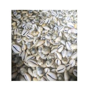 Moneta Crypea de Vietnam a Muy Buen Precio, Conchas Pequeñas de 0.5-2cm para Joyería, Manualidades,... - Product Image 1