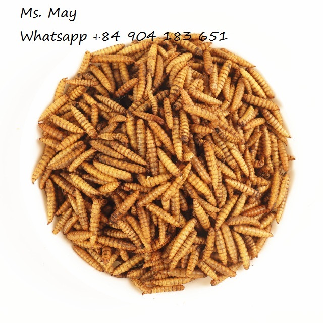 Black Soldier Fly Larvae Highest Quality Pet Natural Meal Worms/ Ms. May +84 904183651