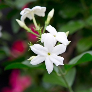 Anti-âge Jasmine Sambac Hydrosol Produit de qualité supérieure pour les soins de la peau - Product Image 2