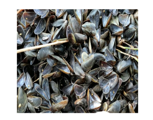 Operculum Seashell Murex ด้วยราคาที่ดีที่สุดจากเวียดนามราคาถูกกว่า - Product Image 6