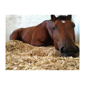 Cheap Price Wood Shavings /Wholesale Natural Wood Shavings for Horse and Chicken <b>Bedding</b> (Kaylin: WS: +84 817092069) - Product Image 1