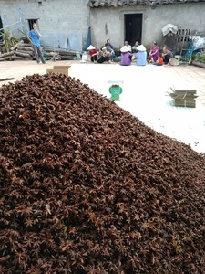 Fleur d'anis étoilé/anis, épice séchée brute, traitement AD, Mme Tracy - Product Image 3