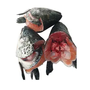 V-Shape Frozen Salmon Head / Gutted Salmon Head fish supplier from Norway