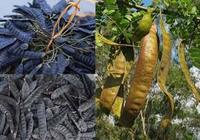 Vietnamien Sauvage Miel Criquet Soapberry Bo Ket Fruit Graine Plante Extrait Cheveux Shampooing Extraction Par Solvant