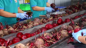 Boisson pétillante au jus de mangue 330ml - Product Image 5