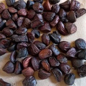 Superfina Michelia tonkinensis de Vietnam - Product Image 3