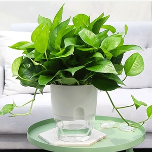 <span class=keywords><strong>Macetas</strong></span> de flores artificiales de plástico para jardín, pequeñas y pequeñas plantas decorativas para interior y exterior - Product Image 4